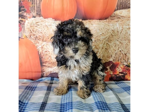 Miniature Poodle-DOG-Male-CHOC BLUE MERLE-3480-Petland Hilliard, Ohio