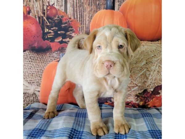 Mini Hippo-DOG-Male-BUFF-3479-Petland Hilliard, Ohio