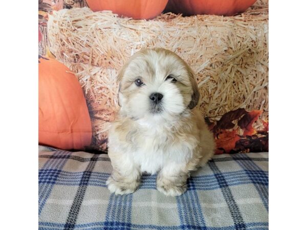 Lhasa Apso DOG Female Golden 3498 Petland Hilliard, Ohio