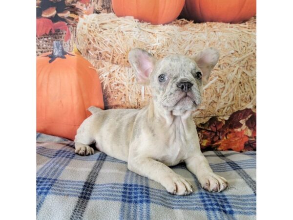 Frenchton-DOG-Male-Merle, Lilac-3494-Petland Hilliard, Ohio