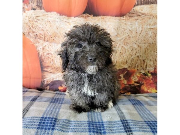 Bichapoo-DOG-Female-Gry, Wht-3493-Petland Hilliard, Ohio