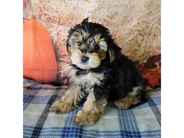 Yorkiepoo-DOG-Male-Black / Tan-3491-Petland Hilliard, Ohio