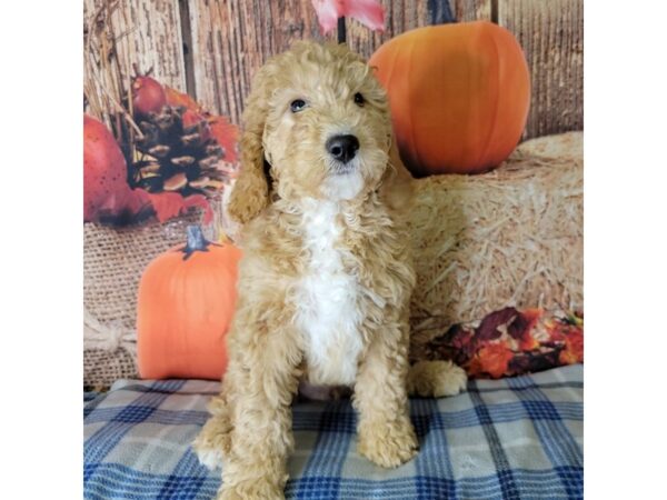 F1 B Mini Goldendoodle-DOG-Male-Golden-3488-Petland Hilliard, Ohio