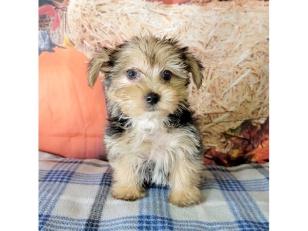 Morkie-DOG-Male-Black / Tan-3496-Petland Hilliard, Ohio