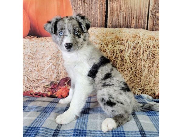 Aussiepoo-DOG-Male-Blue Merle-3504-Petland Hilliard, Ohio