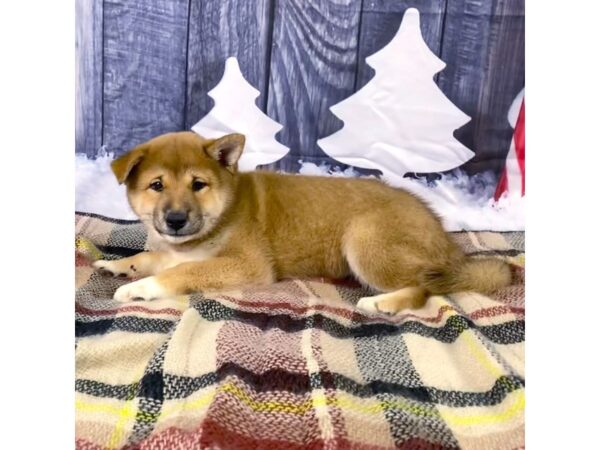 Shiba Inu-DOG-Female-Red-3511-Petland Hilliard, Ohio