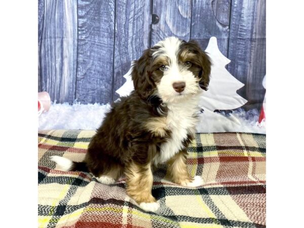 Bernedoodle Mini 2nd Gen-DOG-Female-Chocolate White Tan-3510-Petland Hilliard, Ohio