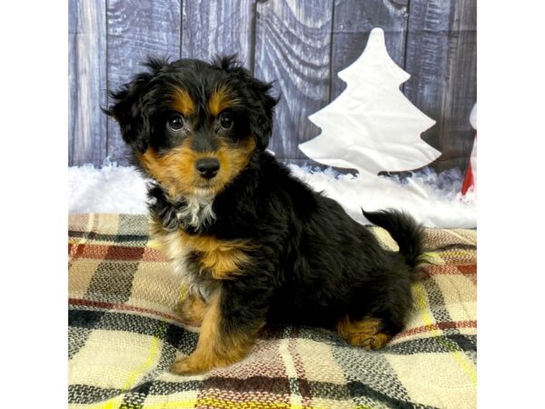 Poodle/Pembroke Welsh Corgi-DOG-Female-Black / Tan-3514-Petland Hilliard, Ohio