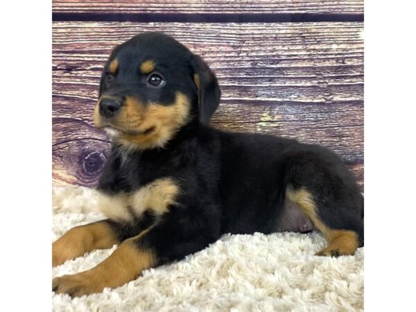 Rottweiler-DOG-Female--3525-Petland Hilliard, Ohio