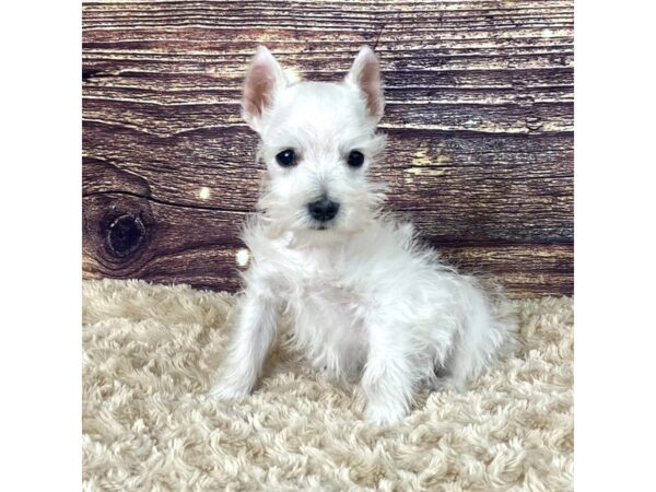 Miniature Schnauzer DOG Female White 3519 Petland Hilliard, Ohio