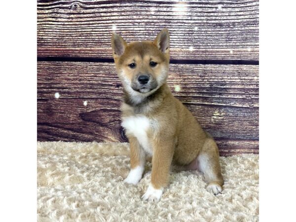 Shiba Inu-DOG-Female-Red-3517-Petland Hilliard, Ohio