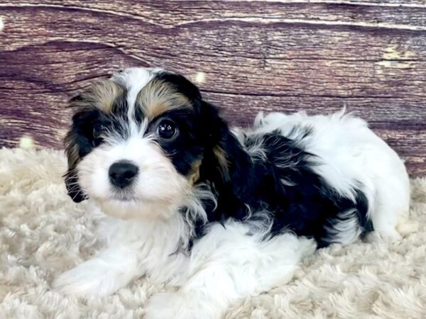 Cavachon DOG Female Blk, Wht 3526 Petland Hilliard, Ohio