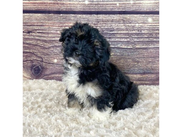 Yorkiepoo-DOG-Female-Tri-3524-Petland Hilliard, Ohio