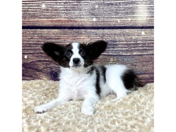 Papillon-DOG-Female-Black / White-3490-Petland Hilliard, Ohio