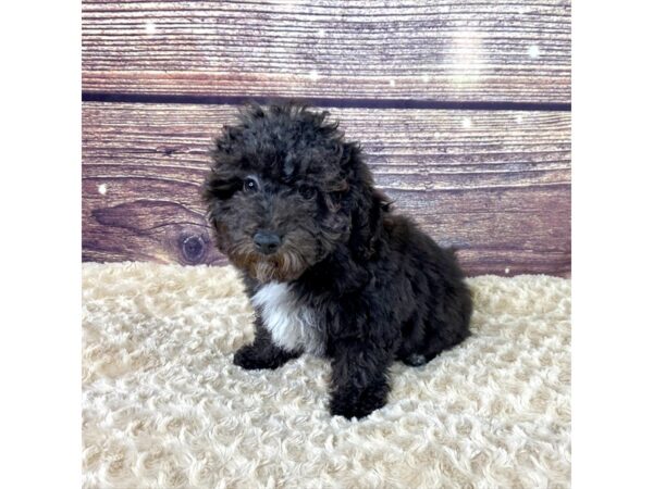 Toy Poodle-DOG-Male-Black-3492-Petland Hilliard, Ohio