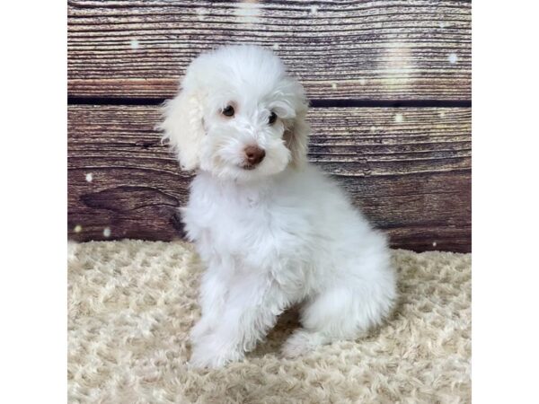 Poodle DOG Male Cream / White 3500 Petland Hilliard, Ohio