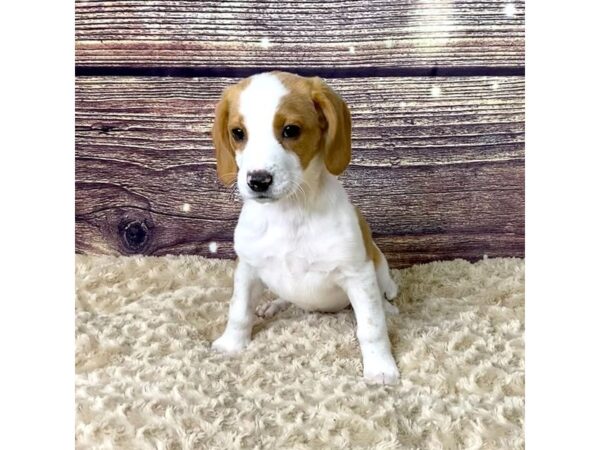 Beagle-DOG-Female-Lemon / White-3503-Petland Hilliard, Ohio