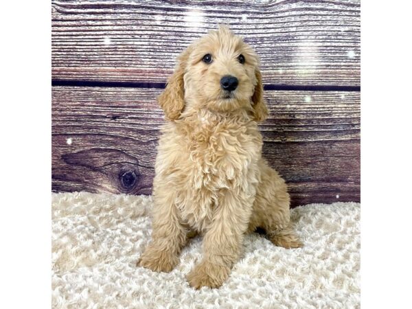 Goldendoodle-DOG-Female-Golden-3531-Petland Hilliard, Ohio