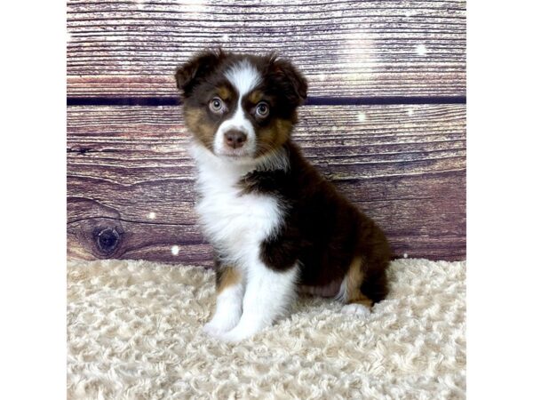 Australian Shepherd-DOG-Female-Red-3532-Petland Hilliard, Ohio