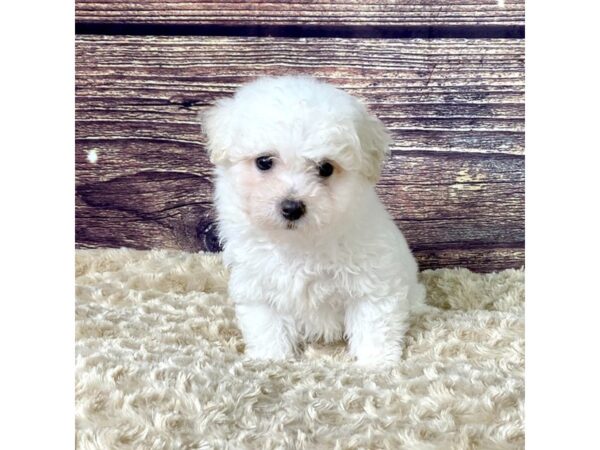 Bichon Frise-DOG-Male-White-3533-Petland Hilliard, Ohio