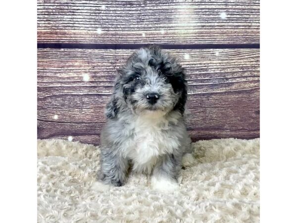 Mini Sheepadoodle-DOG-Female-Blue Merle Parti-3535-Petland Hilliard, Ohio