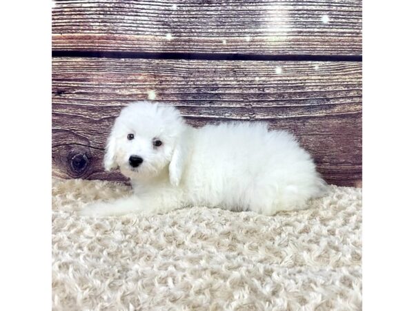 Mini Sheepadoodle-DOG-Male-White-3534-Petland Hilliard, Ohio