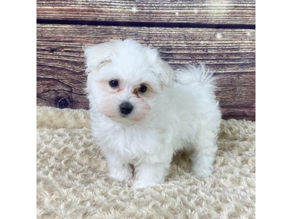 Maltese-DOG-Male-White-3539-Petland Hilliard, Ohio