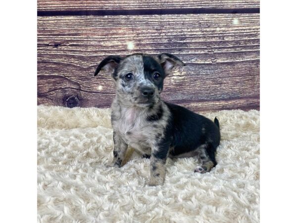 Chihuahua DOG Female Blue Merle 3538 Petland Hilliard, Ohio