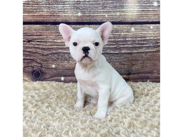 French Bulldog-DOG-Female-White-3537-Petland Hilliard, Ohio