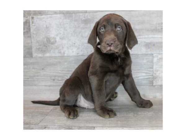 Labrador Retriever-DOG-Male-Chocolate-3548-Petland Hilliard, Ohio