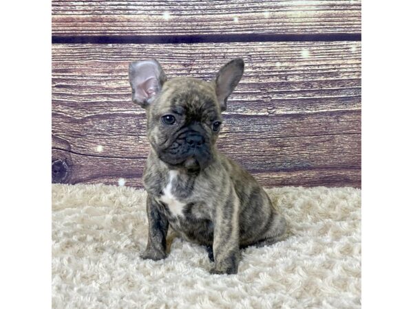 French Bulldog-DOG-Male-Brindle-3550-Petland Hilliard, Ohio