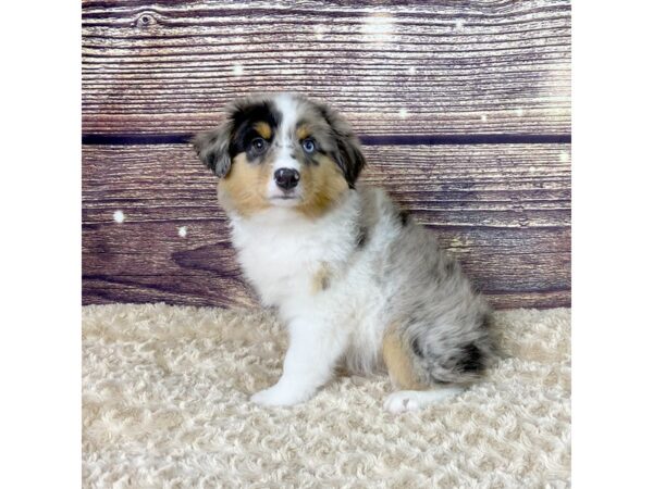 Miniature Australian Shepherd-DOG-Female-Black Merle-3543-Petland Hilliard, Ohio