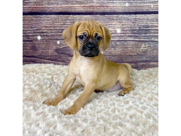 Puggle-DOG-Female-Fawn-3542-Petland Hilliard, Ohio