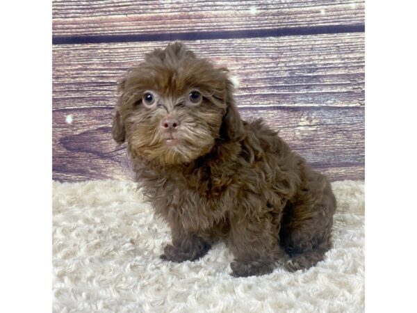 Poodle/Shih Tzu-DOG-Male-Chocolate-3559-Petland Hilliard, Ohio