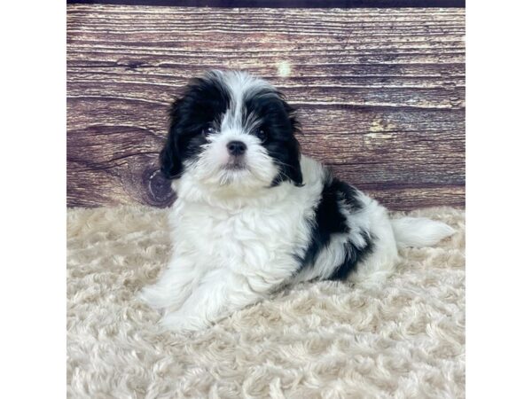 Japanese Chin/Maltese-DOG-Male-Black / White-3554-Petland Hilliard, Ohio