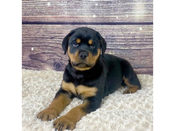 Rottweiler-DOG-Male-Blk, Tan-3560-Petland Hilliard, Ohio