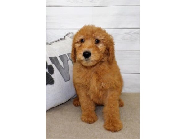 Poodle/Goldendoodle-DOG-Female-Apricot-3569-Petland Hilliard, Ohio