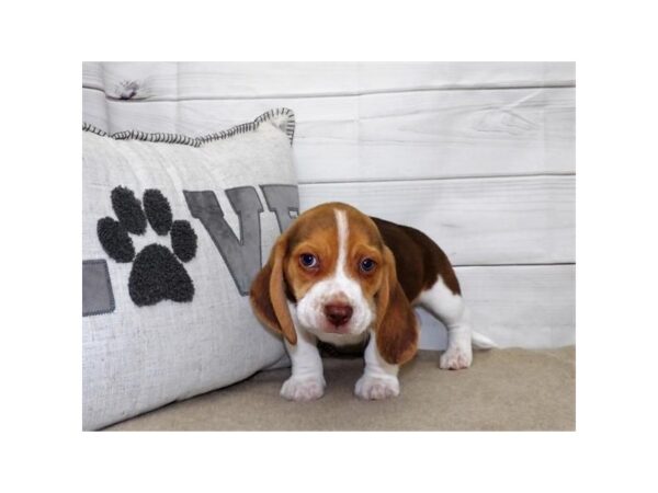 Beagle-DOG-Male-Chocolate White Tan-3572-Petland Hilliard, Ohio