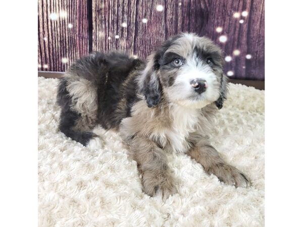 Aussiedoodle-DOG-Male-Merle-3565-Petland Hilliard, Ohio