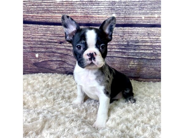 Frenchton-DOG-Female-Black Merle-3579-Petland Hilliard, Ohio