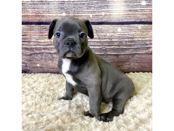 Frenchton-DOG-Male-Blue-3578-Petland Hilliard, Ohio