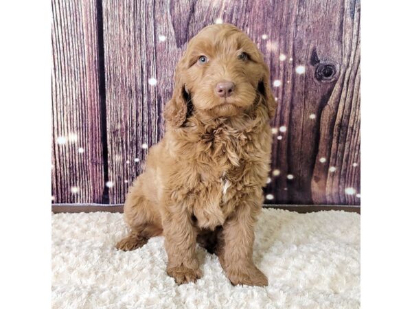 Goldendoodle 2nd Gen-DOG-Female-Apricot-3566-Petland Hilliard, Ohio