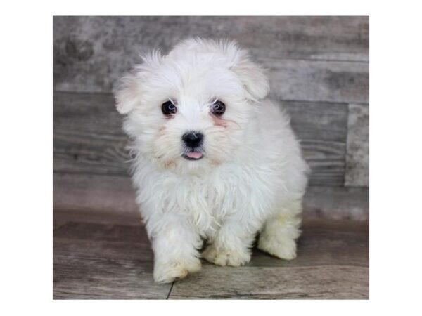 Maltese-DOG-Female-White-3589-Petland Hilliard, Ohio