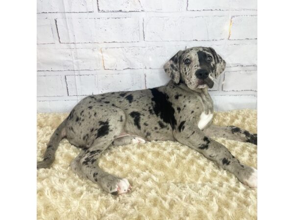 Great Dane-DOG-Female-Blue Merle-3581-Petland Hilliard, Ohio