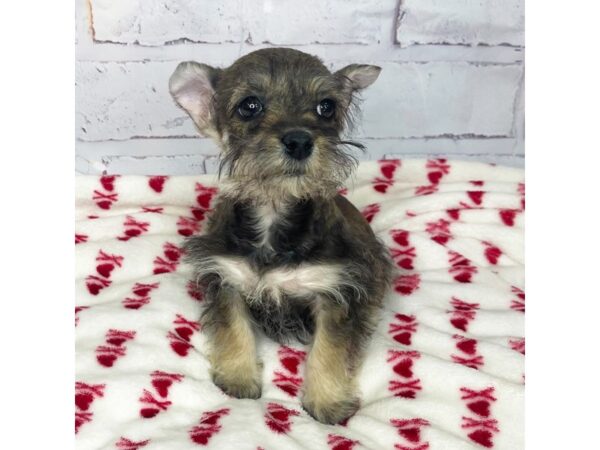 Miniature Schnauzer DOG Male Salt / Pepper 3584 Petland Hilliard, Ohio