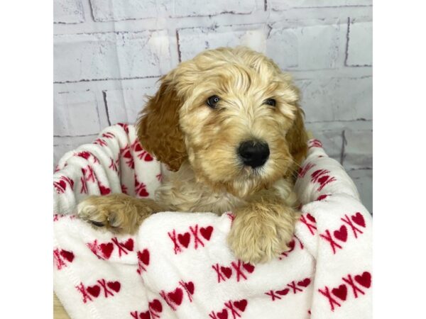 Labradoodle 2nd Gen-DOG-Female-Yellow-3585-Petland Hilliard, Ohio