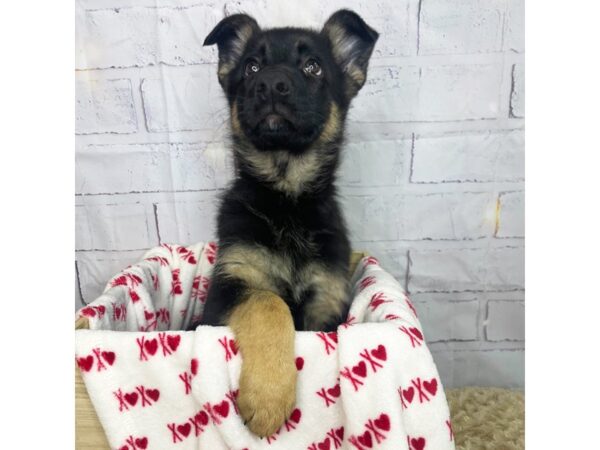 German Shepherd Dog-DOG-Female-Black / Tan-3582-Petland Hilliard, Ohio