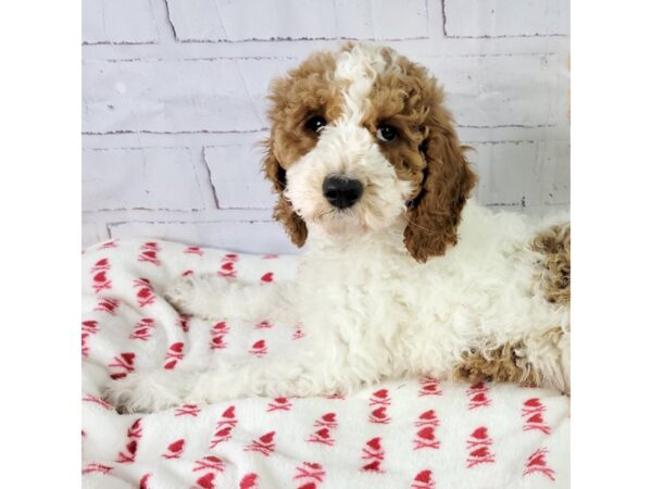 Poodle Standard-DOG-Male-Apricot-3599-Petland Hilliard, Ohio