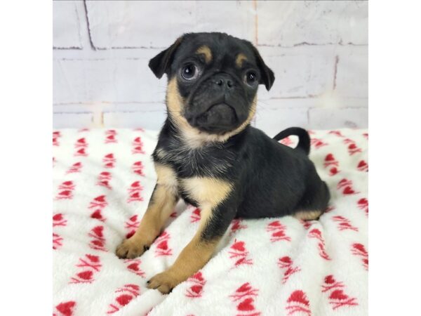 Puggle-DOG-Male-Black / Tan-3598-Petland Hilliard, Ohio