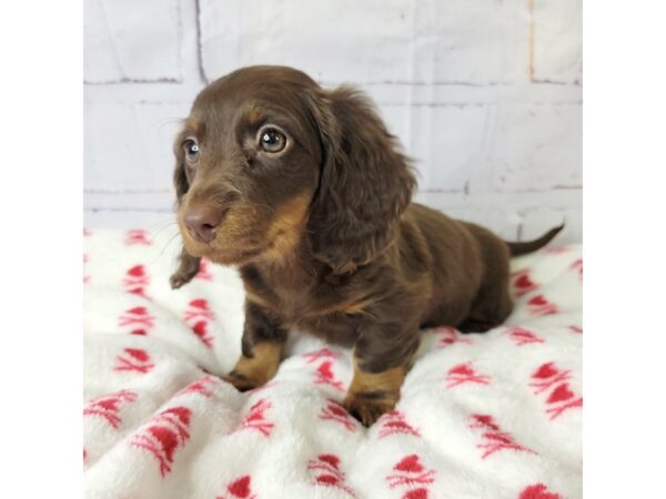 Dachshund-DOG-Male-Chocolate / Tan-3596-Petland Hilliard, Ohio